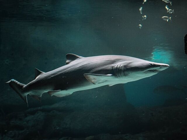 sharkbot-min