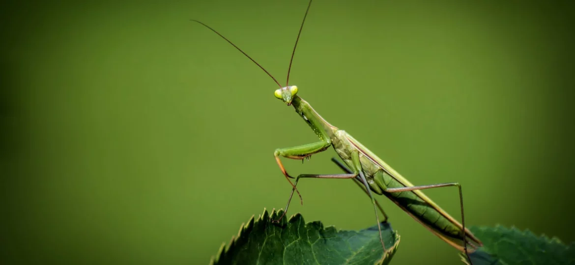 roaming mantis