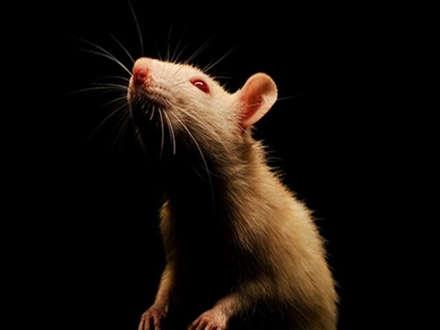 rat malware