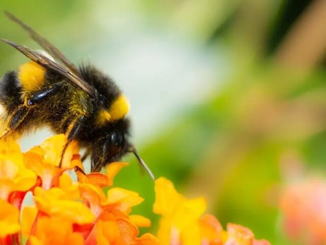 Bumblebee malware