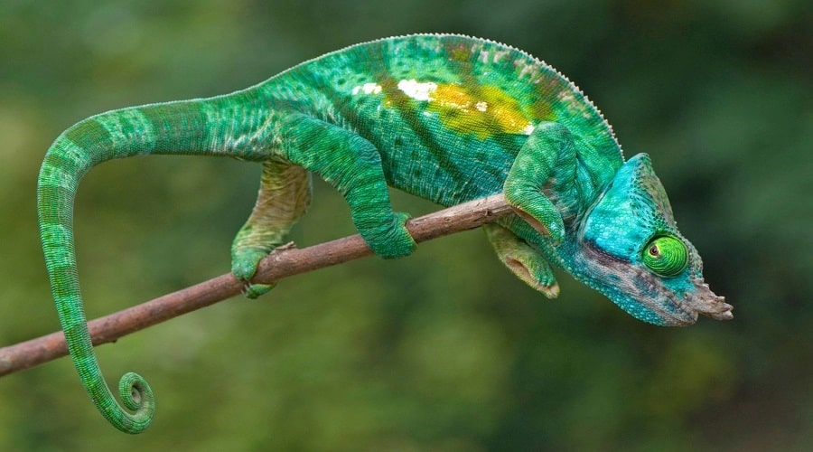 Chameleon malware-min (1)