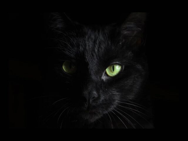 blackcat